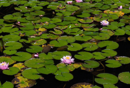 Mosteiro de São João - campos do Jordão (5)