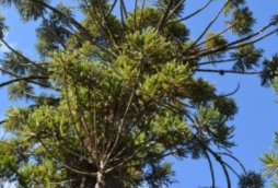 Museu Felicia leirner (2)