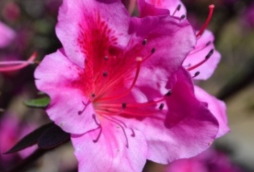 Museu Felicia leirner (4)