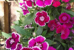 Parque Lagoinha - Campos do jordão (1)