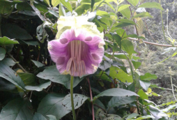 Parque Lagoinha - Campos do jordão (3)